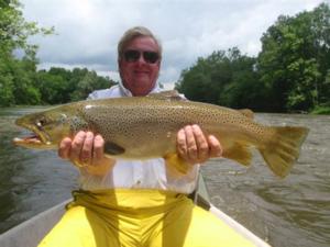 big brown trout